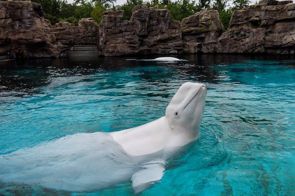 Canada's Last Captive Whales Leave Marineland in Historic Relocation to U.S. Aquariums