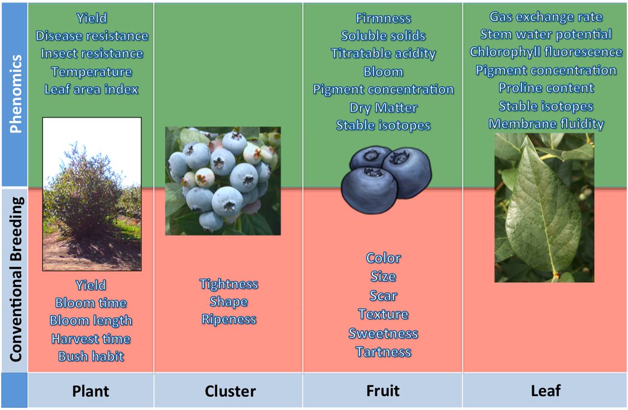 Canadian researchers develop hardy berry hybrids for northern climates
