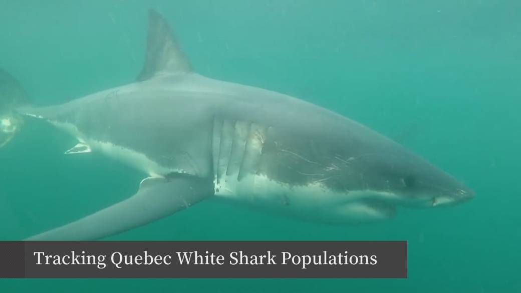 Diver hospitalized after rare shark bite off Quebec's Gaspé Peninsula