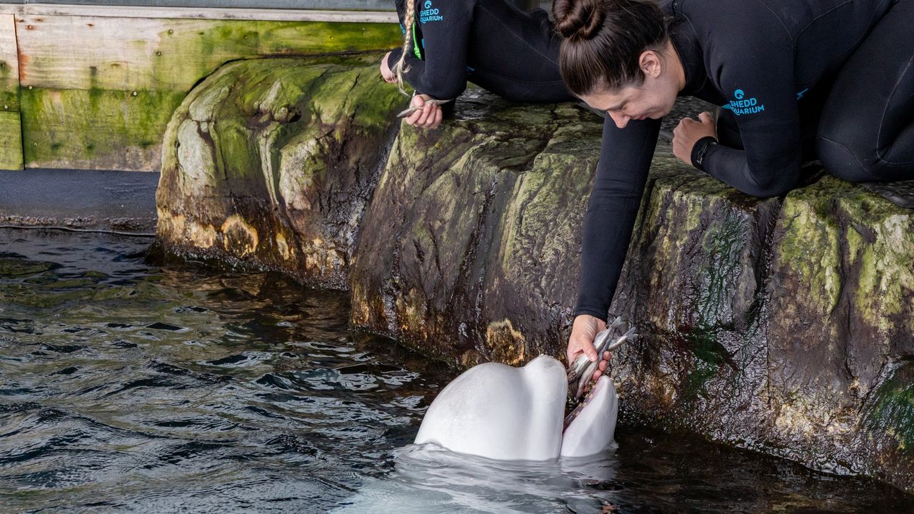 Fourth Marineland Beluga Whale Dies After Controversial Relocation to Chicago Aquarium