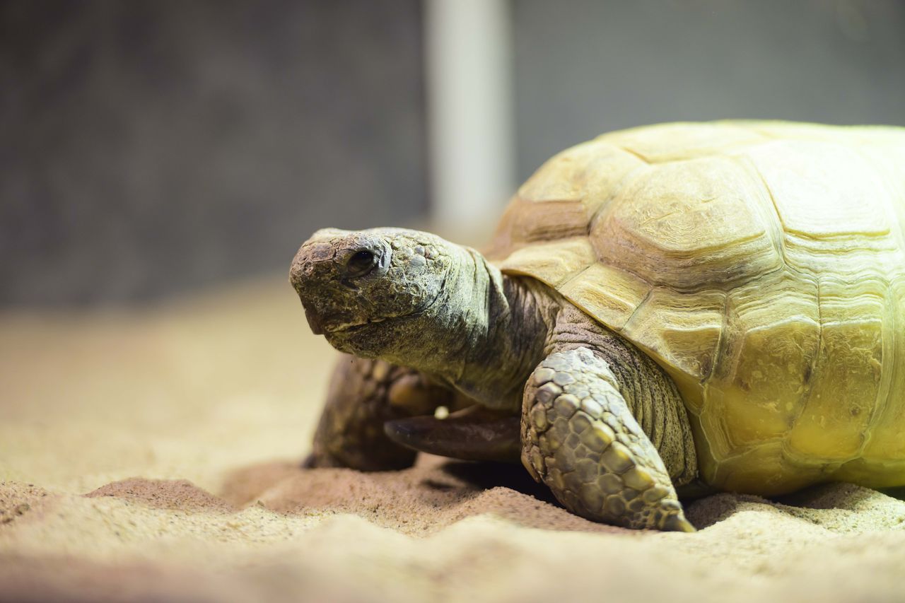 Halifax museum's 104-year-old tortoise Gus receives global well-wishes before surgery