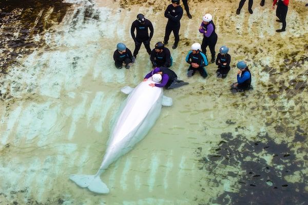 Health concerns persist for beluga whales relocated from Marineland to Chicago aquarium following multiple deaths