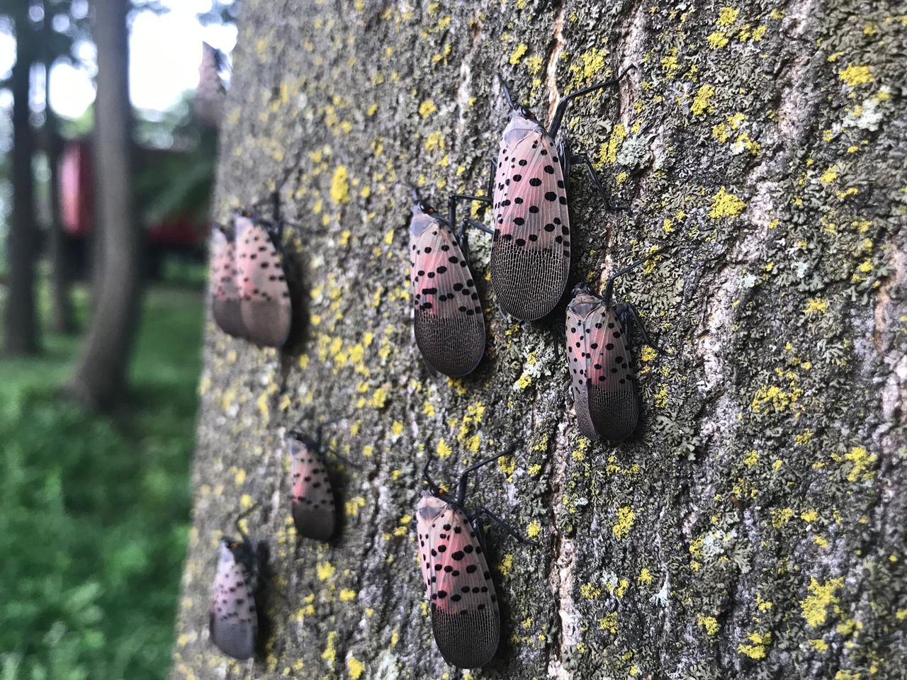 Invasive Spotted Lanternfly Detected in Canada for First Time, Threatening Agriculture and Ecosystems