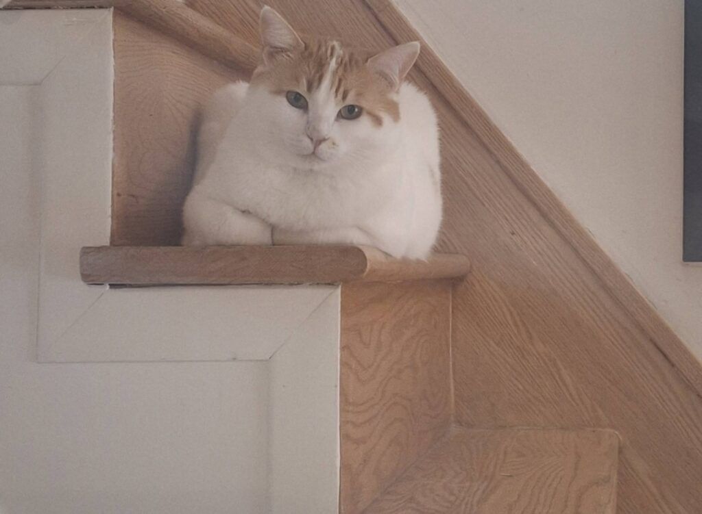 Montreal woman reunited with cat lost at Toronto Pearson Airport after 16-day ordeal