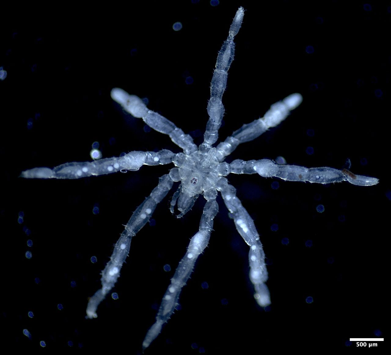 New species of 'nightmarish' sea spiders discovered in B.C.'s Salish Sea