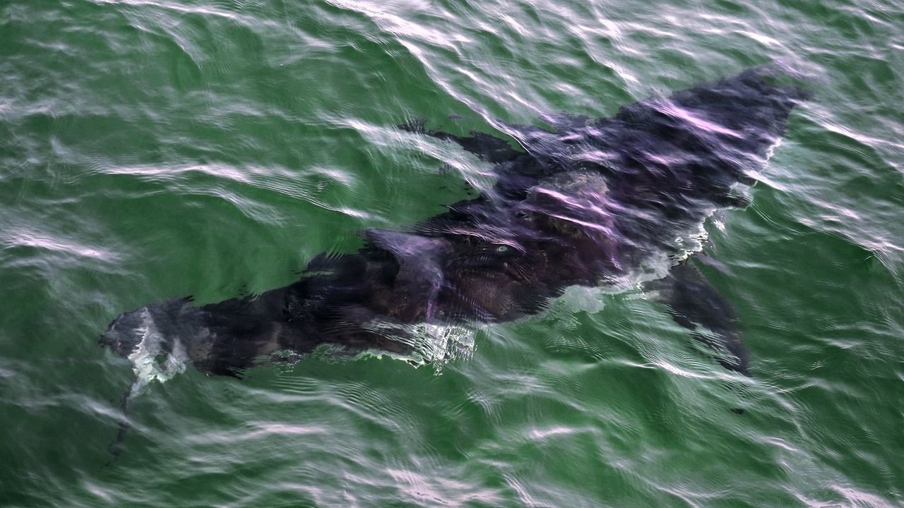Quebec diver in stable condition after rare great white shark attack near Percé