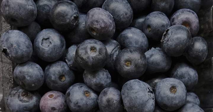 U.S. issues highest-level recall for E. coli-contaminated frozen berries, no Canadian distribution confirmed