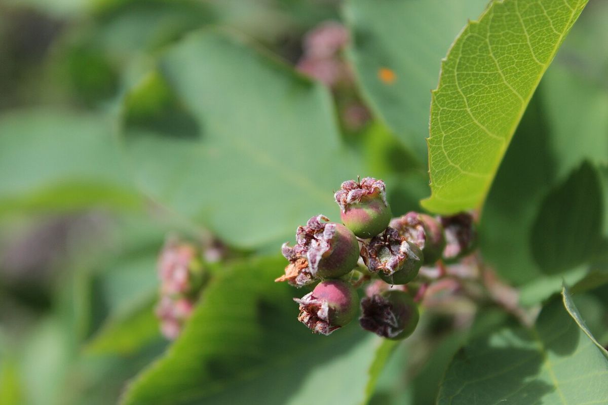 unripe Saskatoon berries