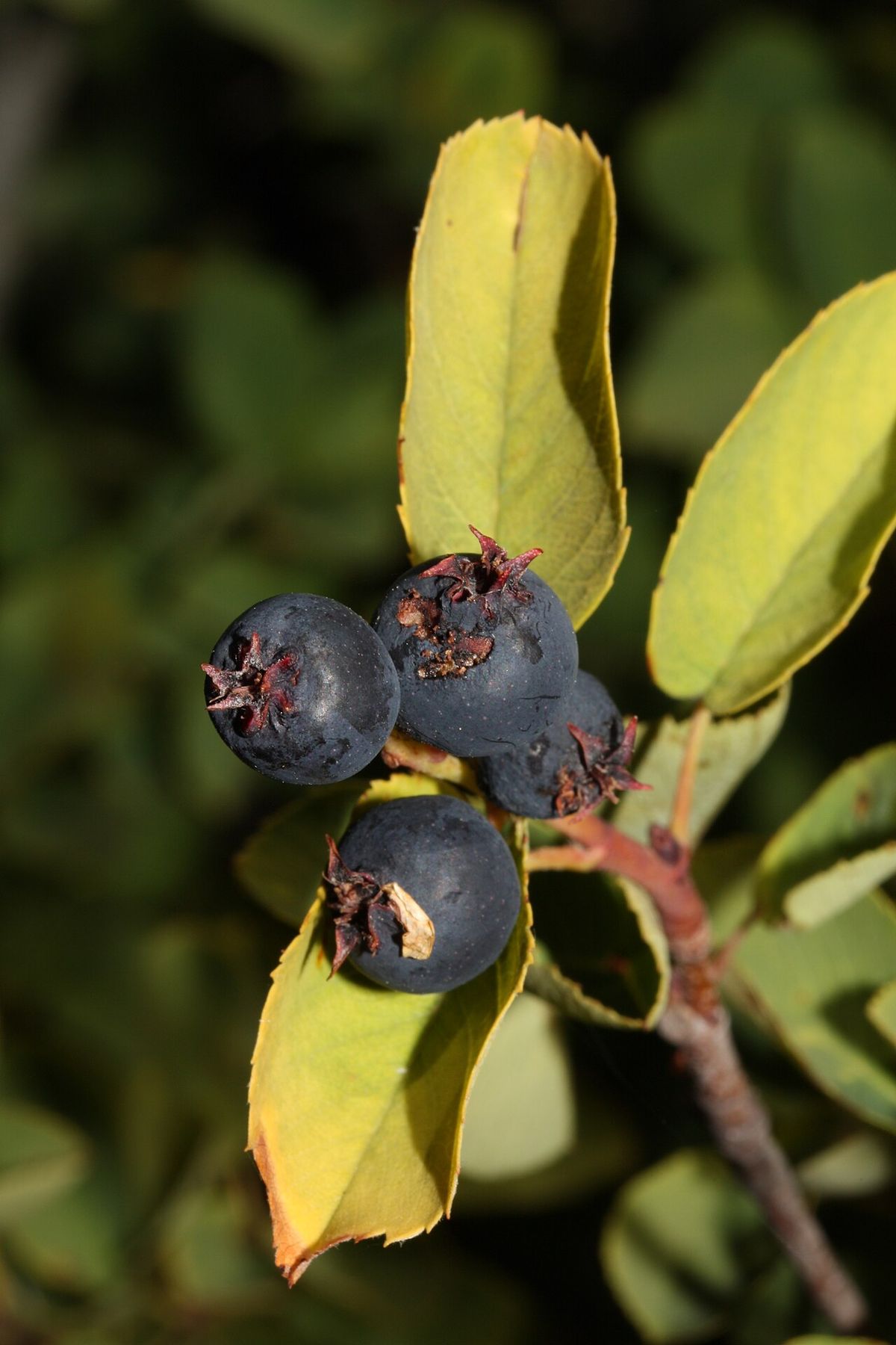Saskatoon Serviceberry, Western Serviceberry