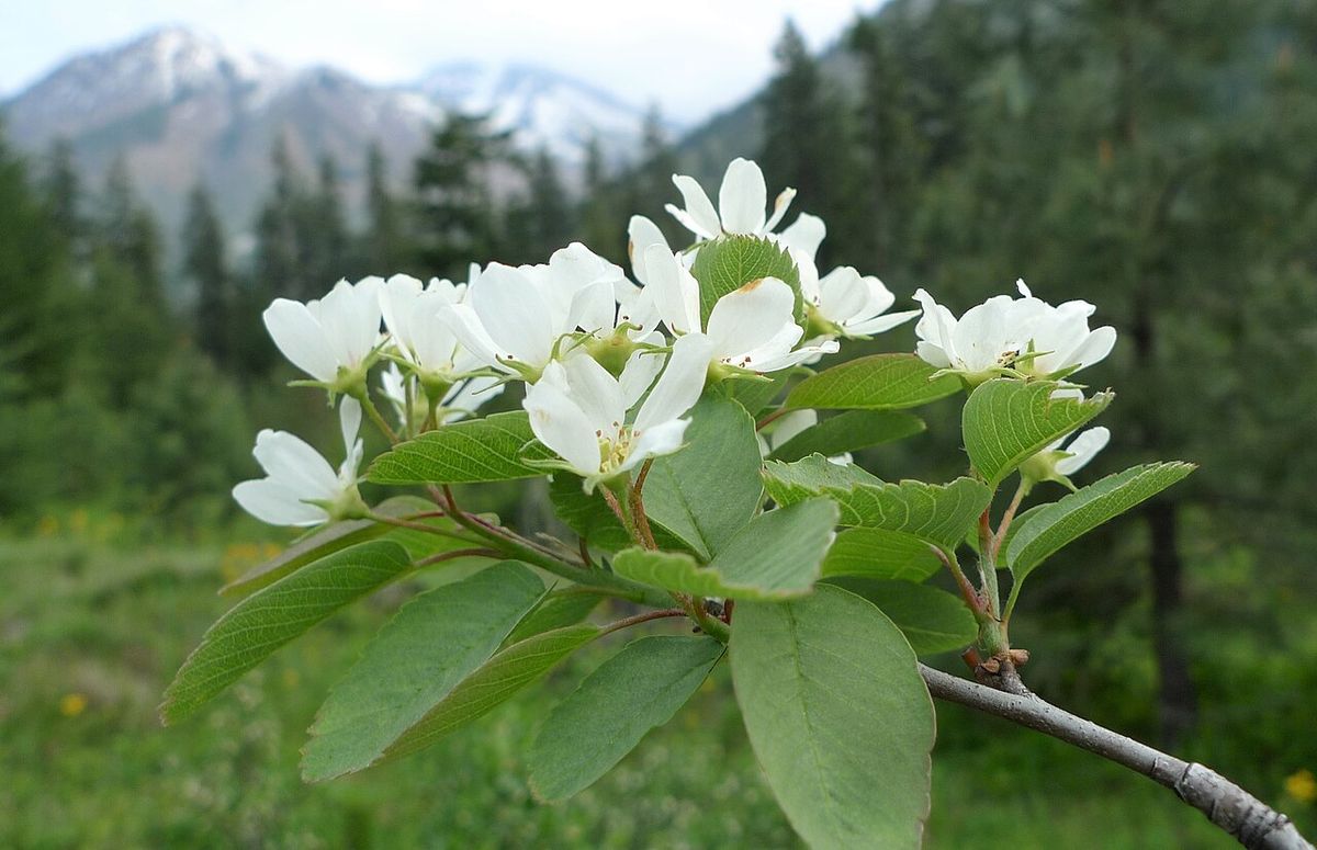 Amelanchier alnifolia