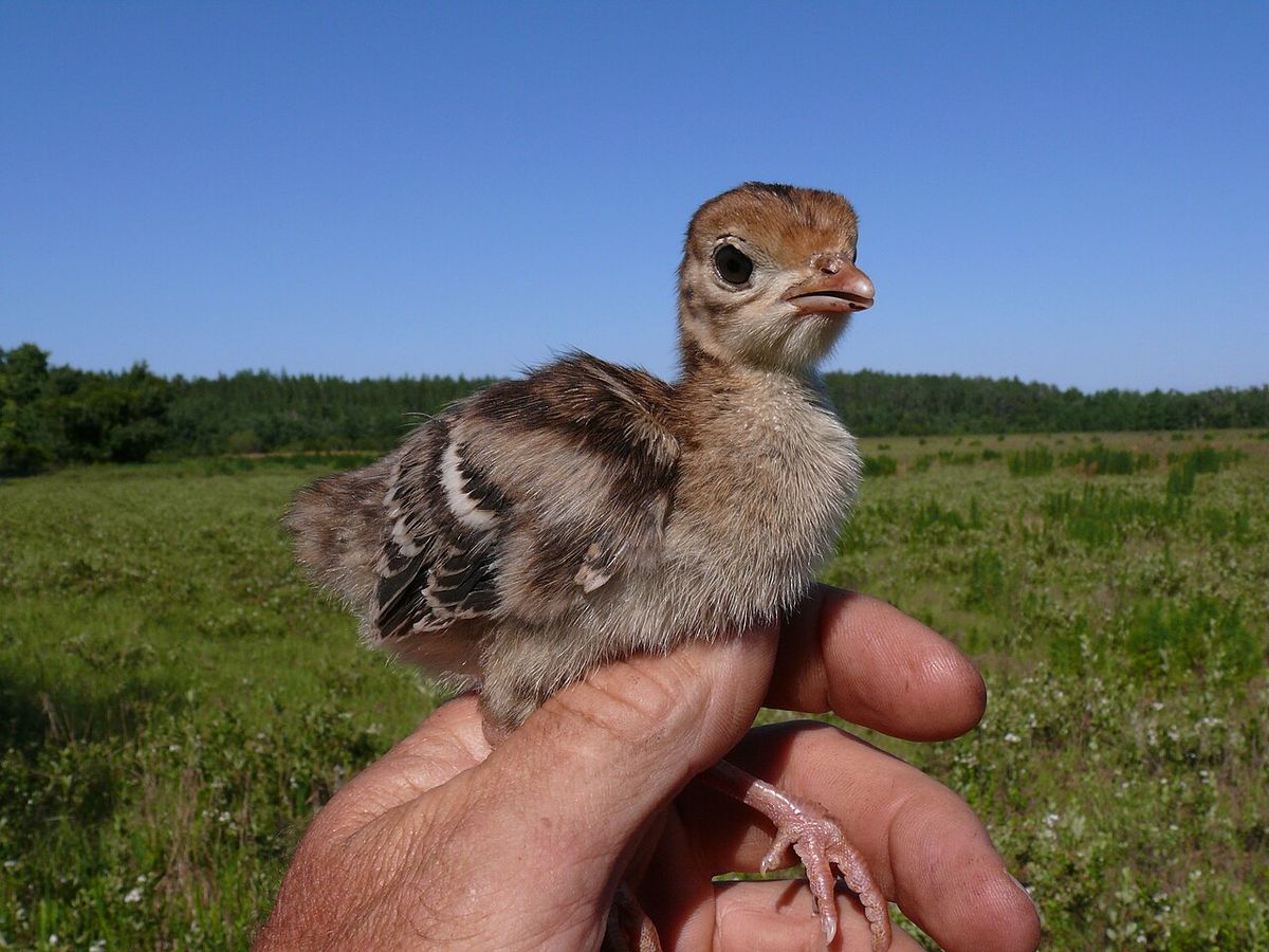 A turkey poult in Florida