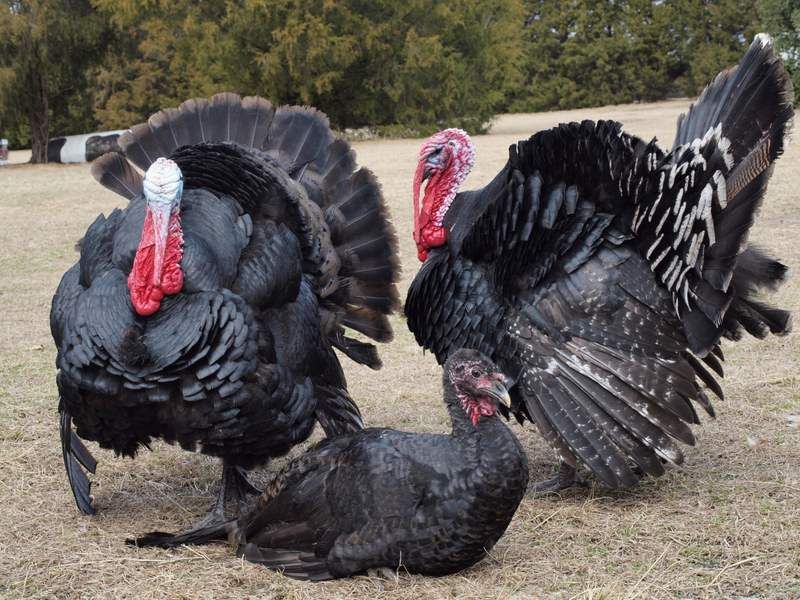 Black Spanish turkey toms and a hen.