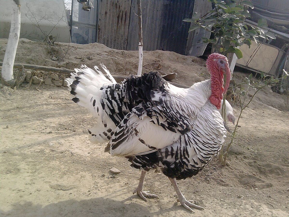 turkey in a house at Islamabad Pakistan