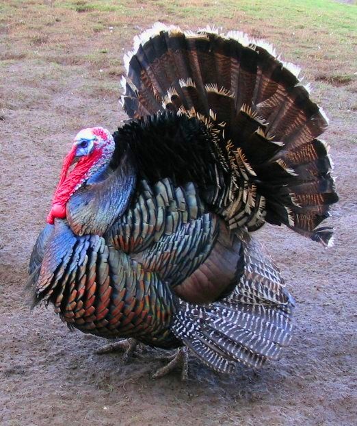 Domestic turkey