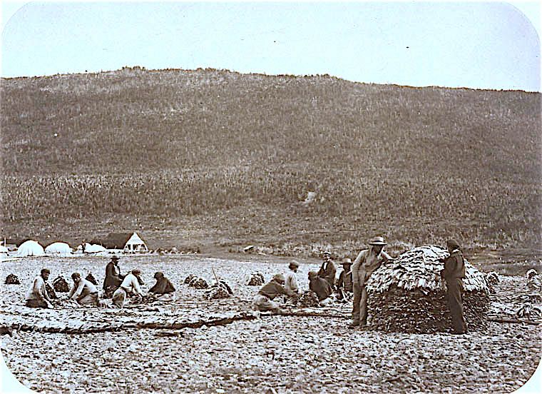 Préparation de la morue, Cape Rouge, Newfoundland, vers 1857-1859.