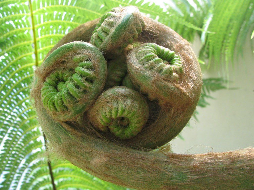 Fiddlehead