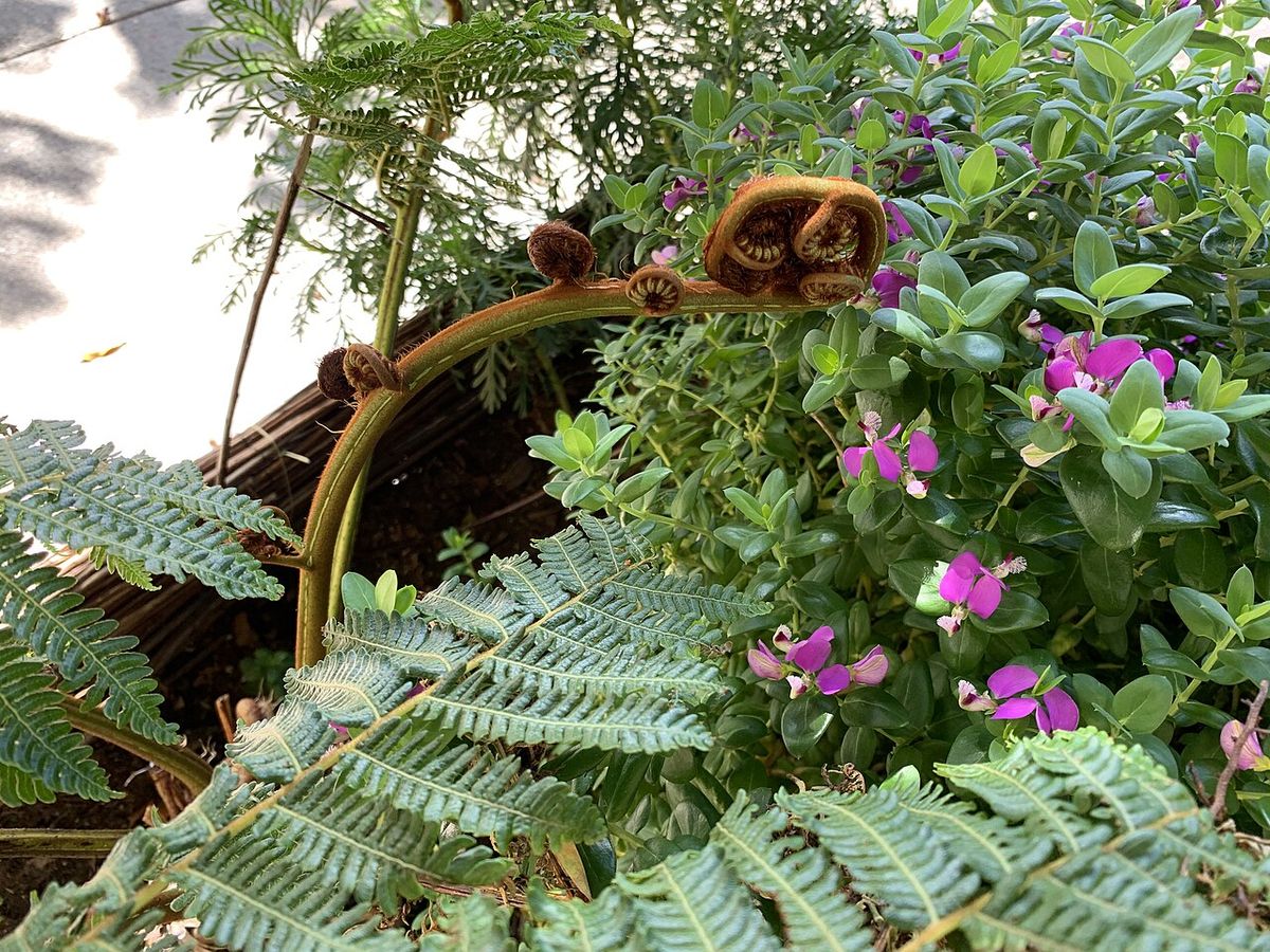Fiddleheads of Fern plant in San Francisco, California, USA