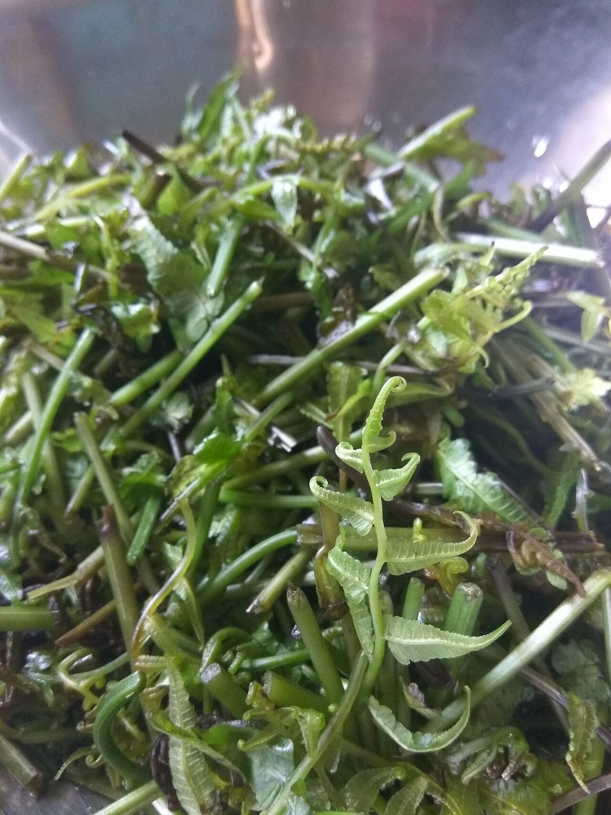 Fiddlehead Fern as a vegetable, ready to cook. Known as “Niyuro ko saag (नियुरोको साग)” in Nepali.