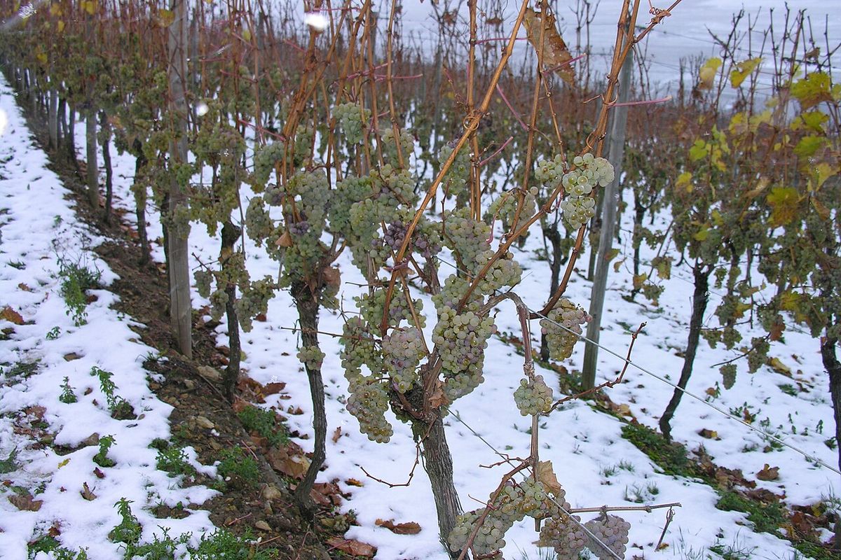 Ice wine
