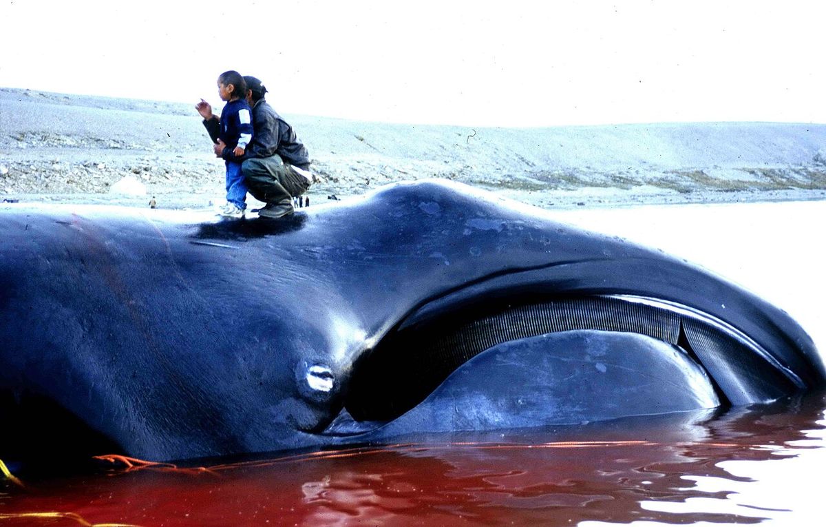 Bowhead whale (Balaena mysticetus), caught in an Inuit subsistence whale hunt in Igloolik, Nunavut in 2002.