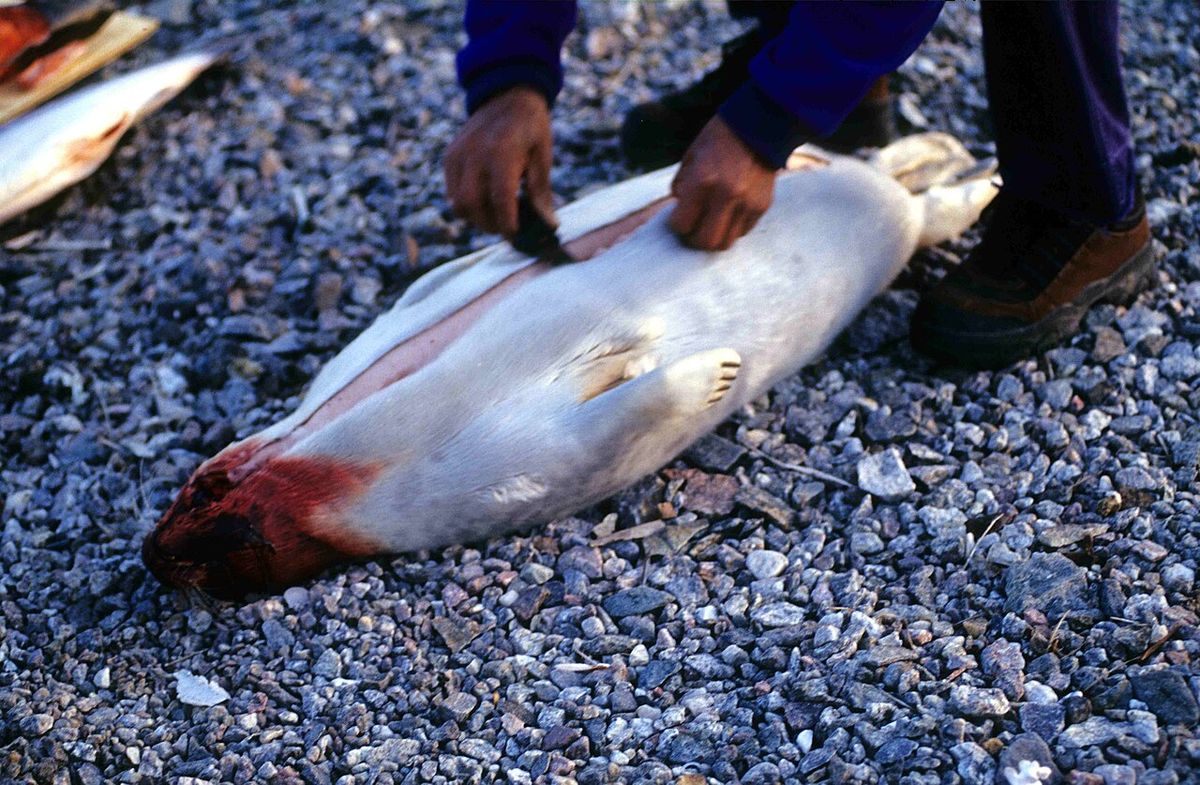 Ringed seal preparation