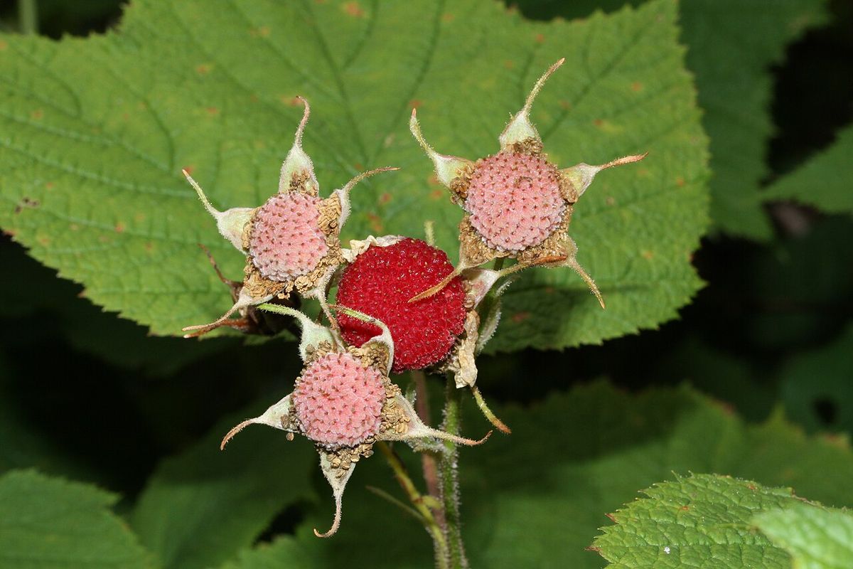 Thimbleberry, the fruit is 1-1.5 cm wide, the ripe berry at the center is surrounded by berries that are not yet ripe