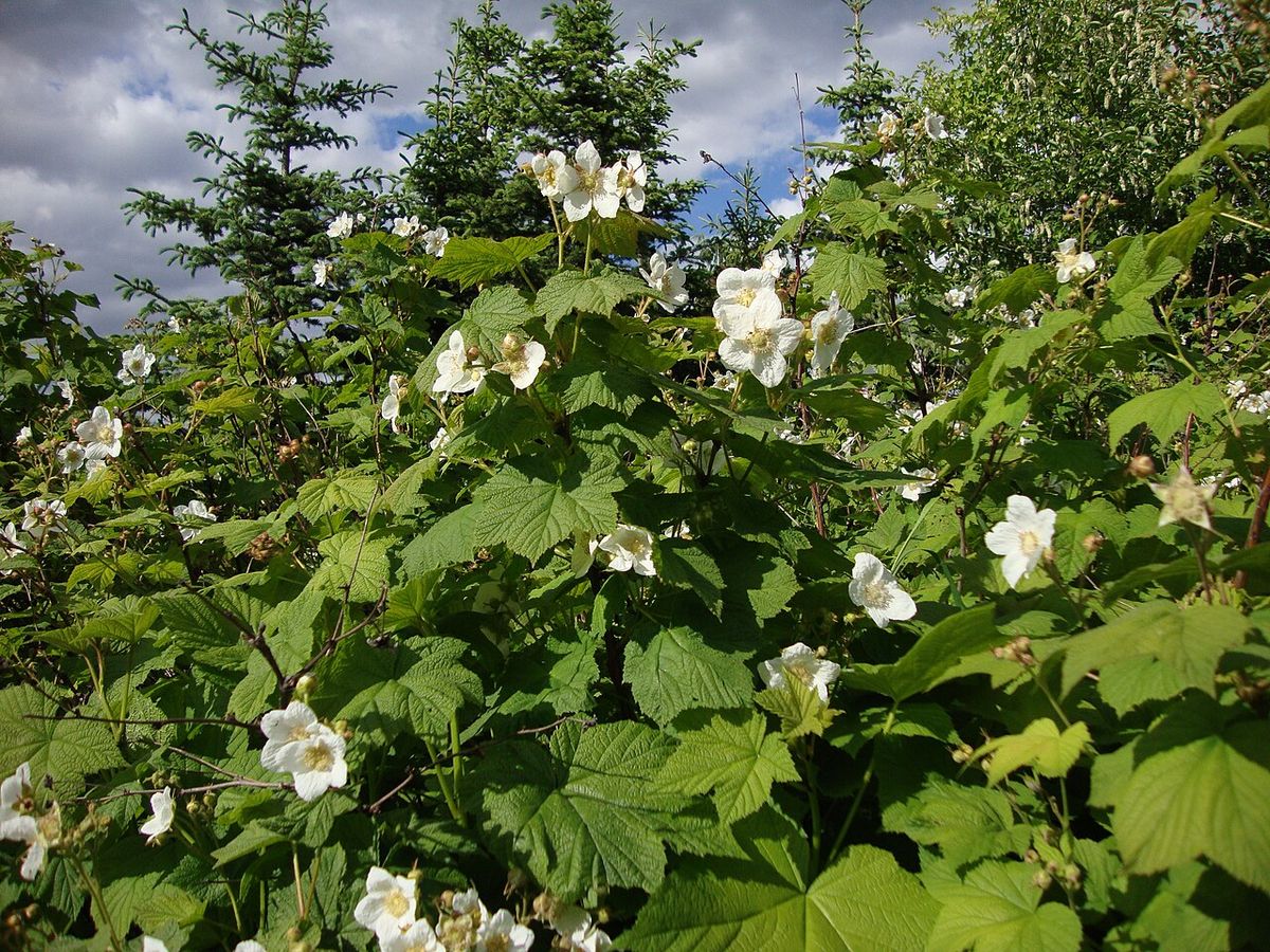 Thimbleberry (Rubus parviflorus) in Helsinki University Botanical Garden in Kumpula