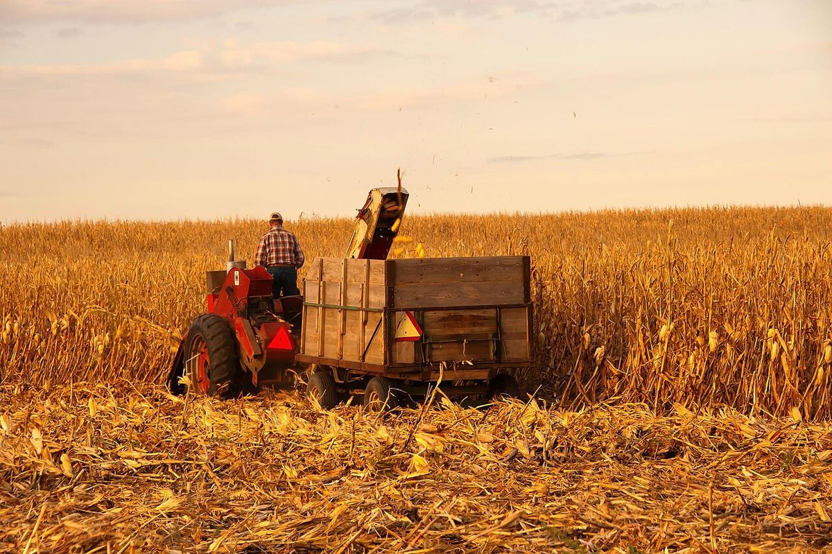 A farmer using an old school IHC corn picker and trailer, Story County, Iowa, USA.