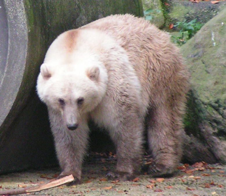 Grizzly-polar bear hybrid