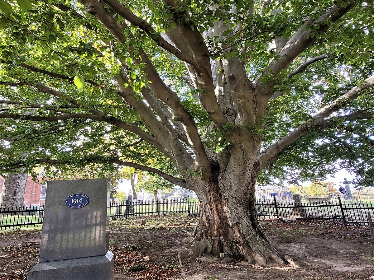 The Copper Beech Tree, planted in Drummond Hill Cemetery in 1914 to commemorate the 100th anniversary of the Battle of Lundy's Lane, consist