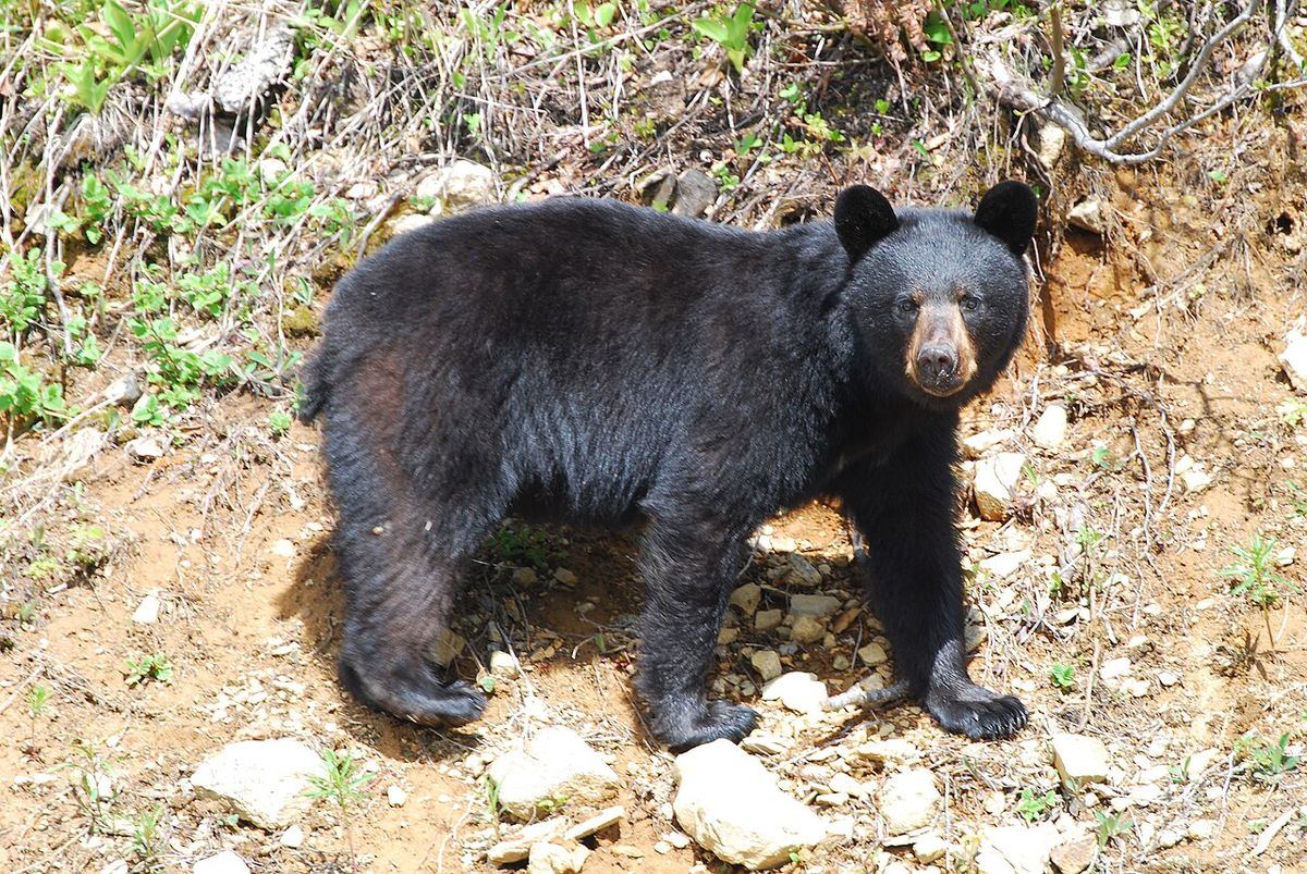 Американський чорний ведмідь-барибал (Ursus americanus) на узбіччі дороги в Національному парку Ґрос-Морн, Ньюфаундленд