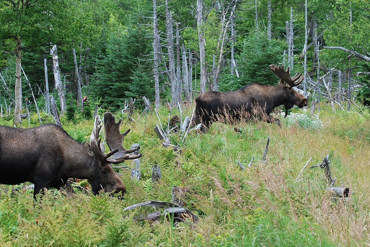 Orignaux (élans), parc national Gros-Morne, Terre-Neuve. Moose, Gros-Morne National Park, Newfoundland.