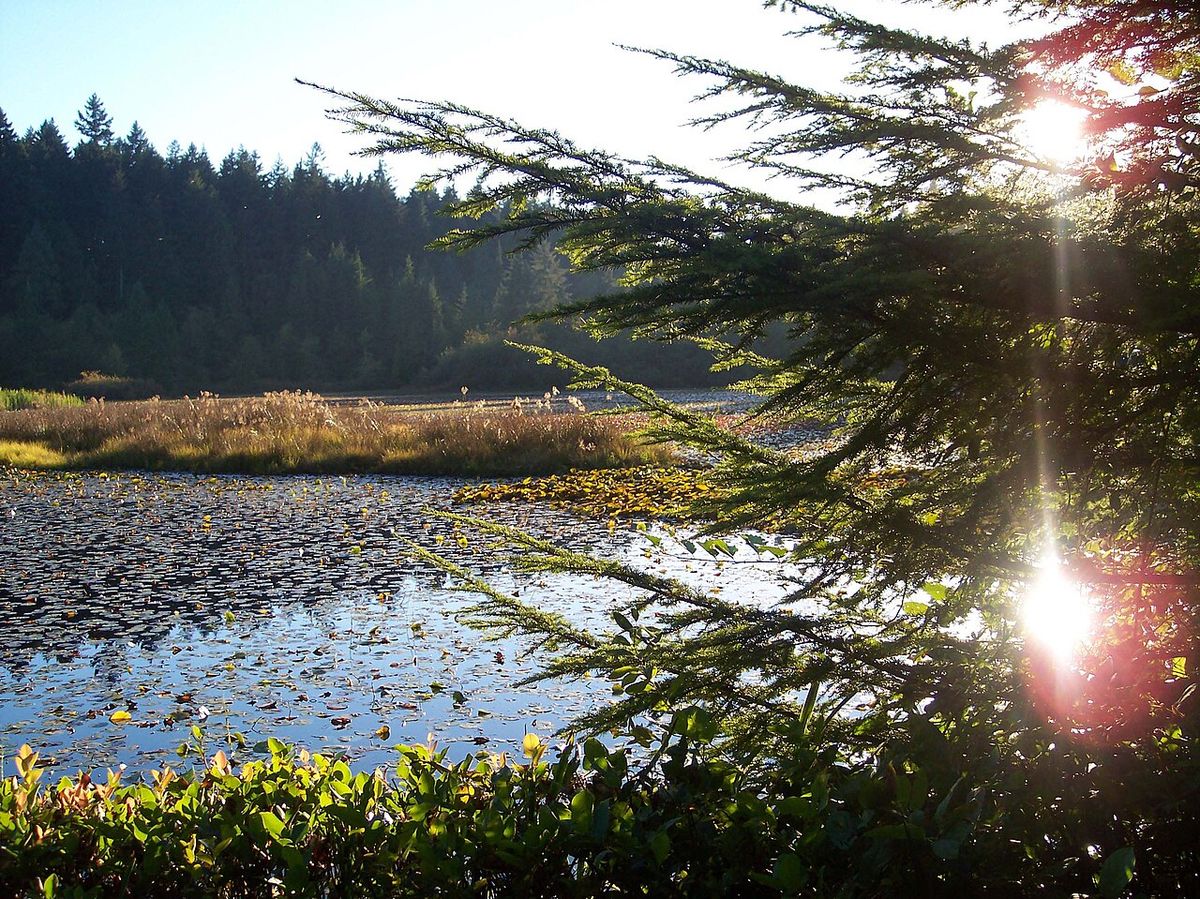 Beaver Lake in Stanley Park, Vancouver, BC, Canada